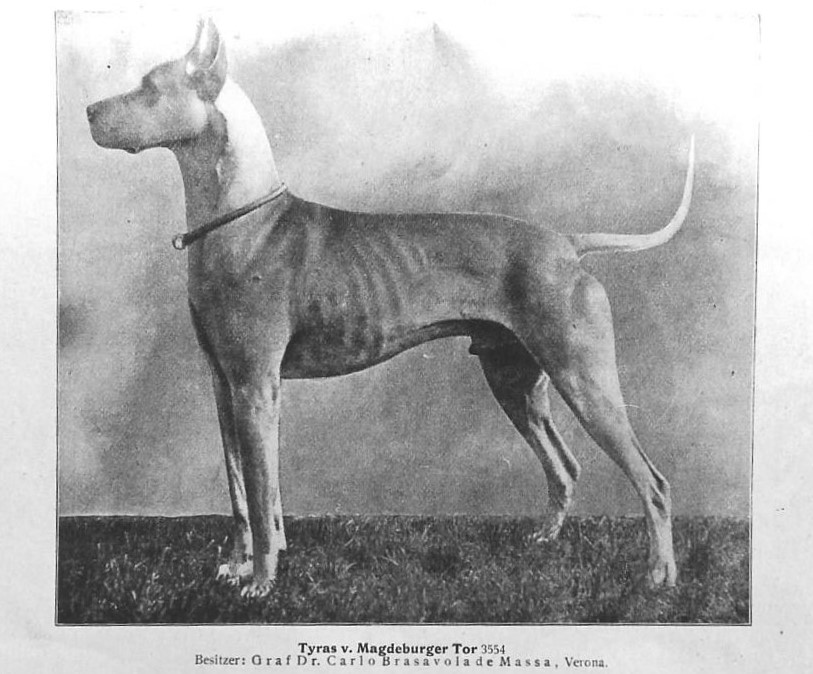 Tyras v Magdeburger Tor